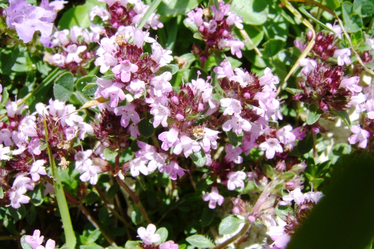 Acinos alpinus e Thymus sp.